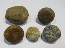 Laden Sie das Bild in den Galerie-Viewer, Seeigel fossil Los 5 Stk. 2,2-4cm Kreide Limfjord Ostsee , Dänemark