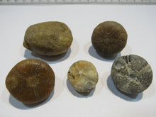 Laden Sie das Bild in den Galerie-Viewer, Seeigel fossil Los 5 Stk. 2,2-4cm Kreide Limfjord Ostsee , Dänemark