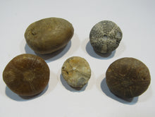 Laden Sie das Bild in den Galerie-Viewer, Seeigel fossil Los 5 Stk. 2,2-4cm Kreide Limfjord Ostsee , Dänemark