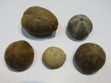 Laden Sie das Bild in den Galerie-Viewer, Seeigel fossil Los 5 Stk. 2,2-4cm Kreide Limfjord Ostsee , Dänemark