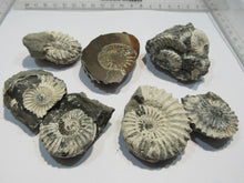 Laden Sie das Bild in den Galerie-Viewer, Ammonit 5 Stk Pyrit Pleuroceren Kreide 3,5-5cm Unterstürmig, Deutschland