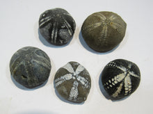 Laden Sie das Bild in den Galerie-Viewer, Seeigel fossil top 5 Stk. Galerites 2,5-3,2cm Flint Kreide Ostsee , Deutschland