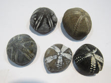 Laden Sie das Bild in den Galerie-Viewer, Seeigel fossil top 5 Stk. Galerites 2,5-3,2cm Flint Kreide Ostsee , Deutschland