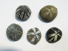 Laden Sie das Bild in den Galerie-Viewer, Seeigel fossil top 5 Stk. Galerites 2,5-3,2cm Flint Kreide Ostsee , Deutschland
