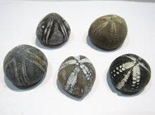 Laden Sie das Bild in den Galerie-Viewer, Seeigel fossil top 5 Stk. Galerites 2,5-3,2cm Flint Kreide Ostsee , Deutschland