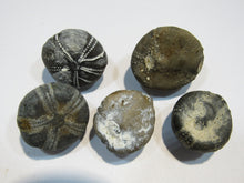 Laden Sie das Bild in den Galerie-Viewer, Seeigel fossil top 5 Stk. Galerites 2,5-3,2cm Flint Kreide Ostsee , Deutschland