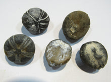 Laden Sie das Bild in den Galerie-Viewer, Seeigel fossil top 5 Stk. Galerites 2,5-3,2cm Flint Kreide Ostsee , Deutschland