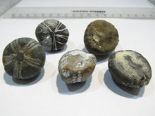 Laden Sie das Bild in den Galerie-Viewer, Seeigel fossil top 5 Stk. Galerites 2,5-3,2cm Flint Kreide Ostsee , Deutschland