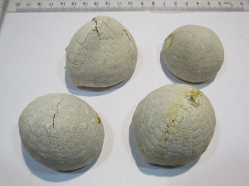 Seeigel fossil Echinocorys sulcata Schalenerhaltung 4Stk. Dalbyover, Dänemark