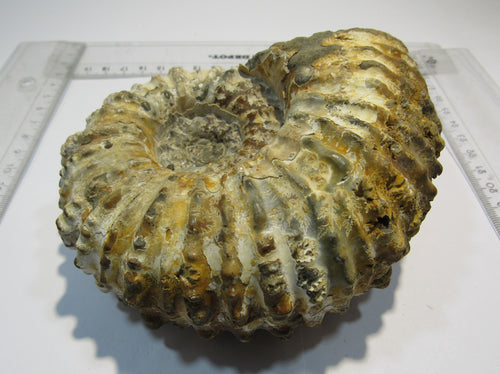Ammonit groß Douvilleiceras 13cm Lobenlinien Schalenerhaltung Kreide, Madagaskar