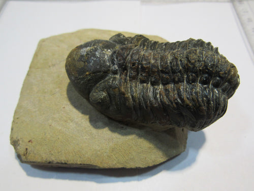Trilobit Calymenia phacopida auf Matrix 8x8cm Devon Atlas, Marokko