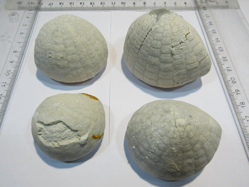 Seeigel fossil Echinocorys sulcata Schalenerhaltung 4Stk. Kreide Dalbyover, Dänemark
