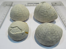 Laden Sie das Bild in den Galerie-Viewer, Seeigel fossil Echinocorys sulcata Schalenerhaltung 4Stk. Kreide Dalbyover, Dänemark