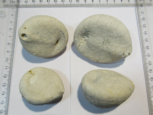 Seeigel fossil Echinocorys sulcata Schalenerhaltung 4Stk. Kreide Dalbyover, Dänemark