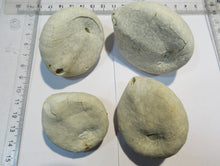 Laden Sie das Bild in den Galerie-Viewer, Seeigel fossil Echinocorys sulcata Schalenerhaltung 4Stk. Kreide Dalbyover, Dänemark