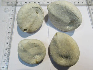 Seeigel fossil Echinocorys sulcata Schalenerhaltung 4Stk. Kreide Dalbyover, Dänemark