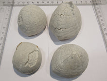 Laden Sie das Bild in den Galerie-Viewer, Seeigel fossil Echinocorys sulcata Schalenerhaltung 4Stk. Kreide Dalbyover, Dänemark