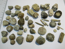 Laden Sie das Bild in den Galerie-Viewer, Fossilien 40 Stk. Sammlung Brachiopoden Seeigel Luc und Lion sur Mer, Frankreich