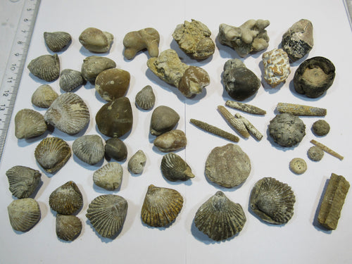 Fossilien 40 Stk. Sammlung Brachiopoden Seeigel Luc und Lion sur Mer, Frankreich