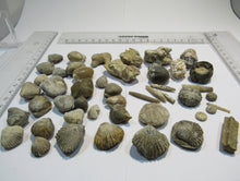 Laden Sie das Bild in den Galerie-Viewer, Fossilien 40 Stk. Sammlung Brachiopoden Seeigel Luc und Lion sur Mer, Frankreich