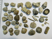 Laden Sie das Bild in den Galerie-Viewer, Fossilien 40 Stk. Sammlung Brachiopoden Seeigel Luc und Lion sur Mer, Frankreich