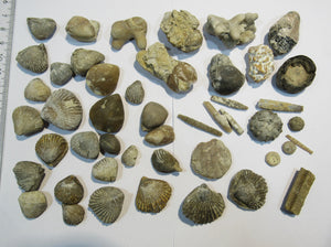 Fossilien 40 Stk. Sammlung Brachiopoden Seeigel Luc und Lion sur Mer, Frankreich