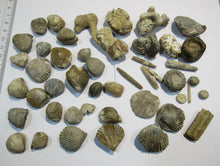 Laden Sie das Bild in den Galerie-Viewer, Fossilien 40 Stk. Sammlung Brachiopoden Seeigel Luc und Lion sur Mer, Frankreich