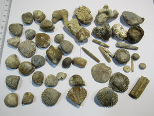 Fossilien 40 Stk. Sammlung Brachiopoden Seeigel Luc und Lion sur Mer, Frankreich