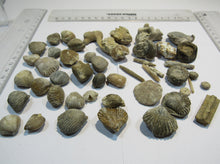 Laden Sie das Bild in den Galerie-Viewer, Fossilien 40 Stk. Sammlung Brachiopoden Seeigel Luc und Lion sur Mer, Frankreich