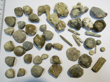 Laden Sie das Bild in den Galerie-Viewer, Fossilien 40 Stk. Sammlung Brachiopoden Seeigel Luc und Lion sur Mer, Frankreich