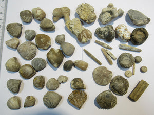 Fossilien 40 Stk. Sammlung Brachiopoden Seeigel Luc und Lion sur Mer, Frankreich