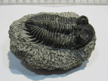 Laden Sie das Bild in den Galerie-Viewer, Trilobit Treveropyge Coltraenia Devon 380Mio Alnif Draatal, Marokko