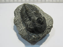 Laden Sie das Bild in den Galerie-Viewer, Trilobit Treveropyge Coltraenia Devon 380Mio Alnif Draatal, Marokko