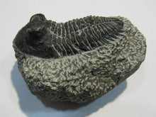 Laden Sie das Bild in den Galerie-Viewer, Trilobit Treveropyge Coltraenia Devon 380Mio Alnif Draatal, Marokko