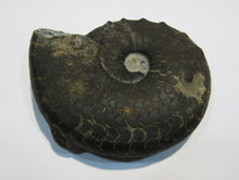 Laden Sie das Bild in den Galerie-Viewer, Ammonit Ceratit schwarze Jura Trias Bad Neustadt a.d.Saale, Deutschland