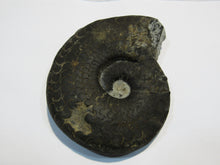 Laden Sie das Bild in den Galerie-Viewer, Ammonit Ceratit schwarze Jura Trias Bad Neustadt a.d.Saale, Deutschland