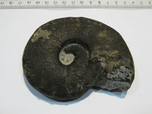 Laden Sie das Bild in den Galerie-Viewer, Ammonit Ceratit schwarze Jura Trias Bad Neustadt a.d.Saale, Deutschland