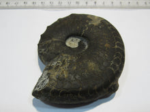 Laden Sie das Bild in den Galerie-Viewer, Ammonit Ceratit schwarze Jura Trias Bad Neustadt a.d.Saale, Deutschland