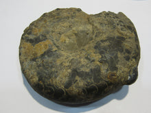 Laden Sie das Bild in den Galerie-Viewer, Ammonit Ceratit schwarze Jura Trias Bad Neustadt a.d.Saale, Deutschland