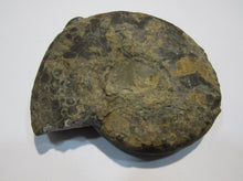 Laden Sie das Bild in den Galerie-Viewer, Ammonit Ceratit schwarze Jura Trias Bad Neustadt a.d.Saale, Deutschland