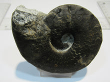 Laden Sie das Bild in den Galerie-Viewer, Ammonit Ceratit schwarze Jura Trias Bad Neustadt a.d.Saale, Deutschland