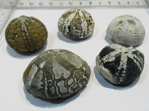 Seeigel fossil Galerites globuloso Sammlung 5 Stk Kreide Flint Ostsee Rügen, Deutschland