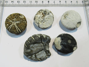 Seeigel fossil Galerites globuloso Sammlung 5 Stk Kreide Flint Ostsee Rügen, Deutschland