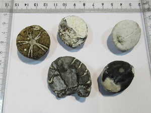 Seeigel fossil Galerites globuloso Sammlung 5 Stk Kreide Flint Ostsee Rügen, Deutschland