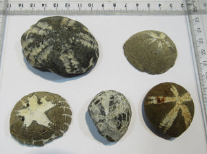 Seeigel fossil klasse Sammlung 5 Stk Kreide Flint Oldenburg, Deutschland