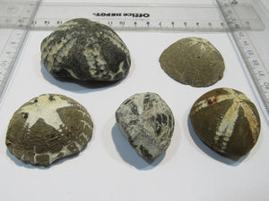 Seeigel fossil klasse Sammlung 5 Stk Kreide Flint Oldenburg, Deutschland