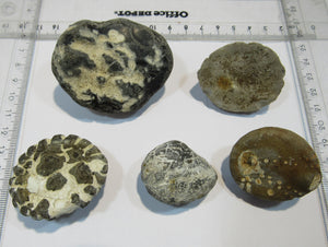 Seeigel fossil klasse Sammlung 5 Stk Kreide Flint Oldenburg, Deutschland