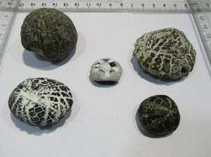 Seeigel fossil klasse Sammlung 5 Stk Kreide Flint Tensfeld, Deutschland