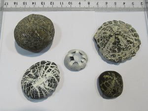 Seeigel fossil klasse Sammlung 5 Stk Kreide Flint Tensfeld, Deutschland