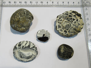 Seeigel fossil klasse Sammlung 5 Stk Kreide Flint Tensfeld, Deutschland